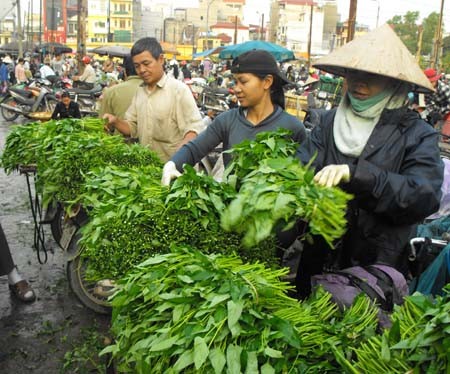 Mặc dù không phải là mùa rau muống nhưng người dân tại thôn Mễ Trì - huyện Từ Liêm vẫn trồng được những mớ rau vừa xanh vừa non. Giá rau muống chỉ từ 2.000 - 3.000 đồng/mớ.